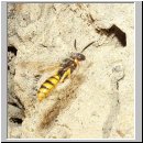 Philanthus triangulum - Bienenwolf w12.jpg